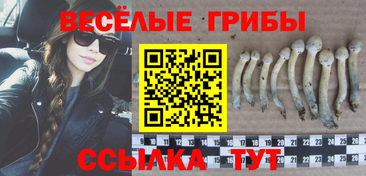 Галлюциногенные грибы Psilocybine cubensis  Псилоцибиновые грибы прущие грибы  наркошоп  Вход с VPN  Урай 